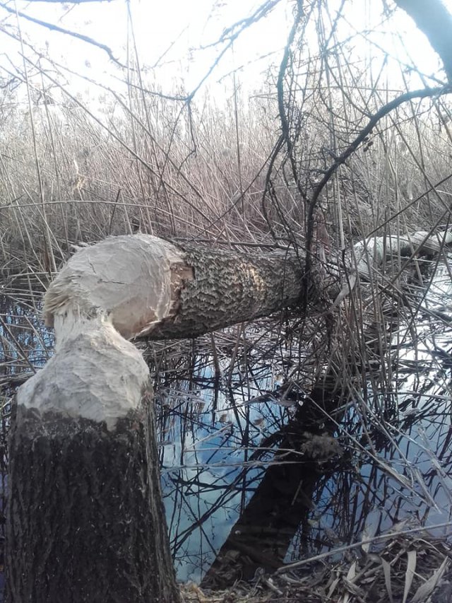 Zniszczone tamy bobrowe w Błotnicy