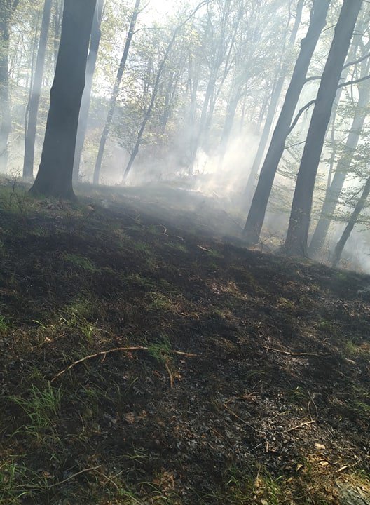 Pożar lasu w Żdanowie