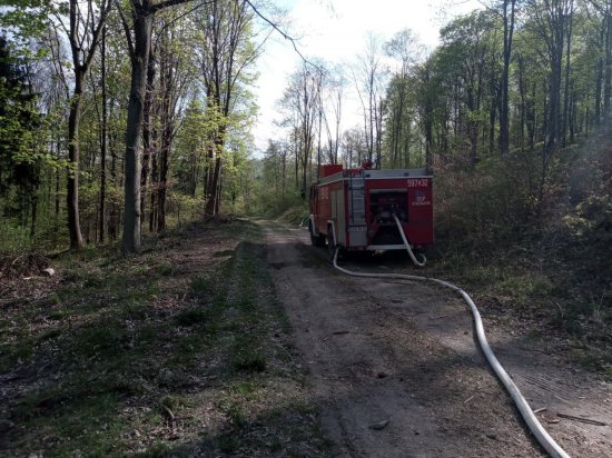 Pożar lasu w Żdanowie