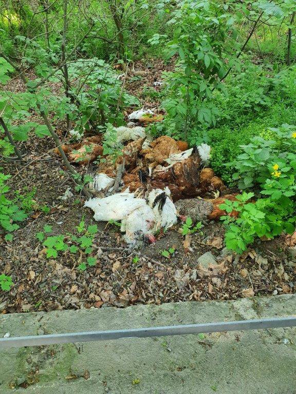 Martwe kury przy drodze Opolnica Bardo
