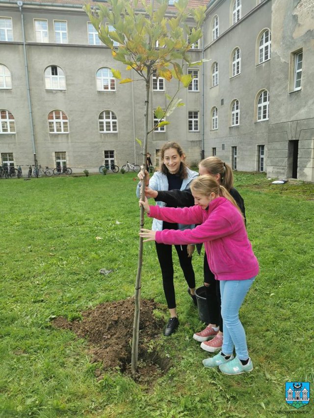 #ZieloneZąbkowice – posadzono drzewa, krzewy i kwiaty 