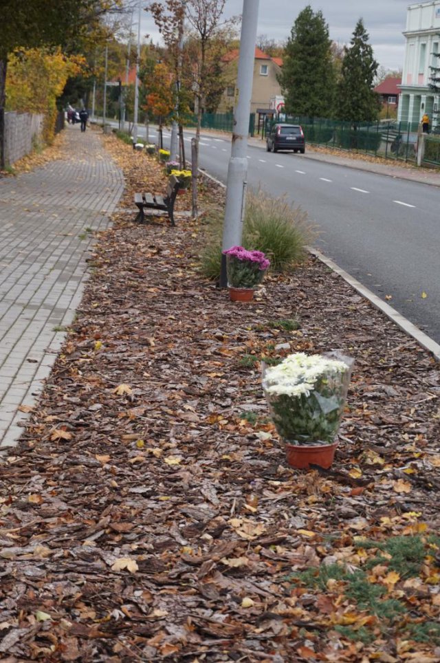 Gmina Bardo wsparła sprzedawców chryzantem