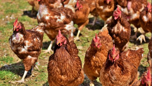 Komunikat Powiatowego Lekarza Weterynarii w sprawie zagrożenia wystąpienia wysoce zjadliwej grypy ptaków