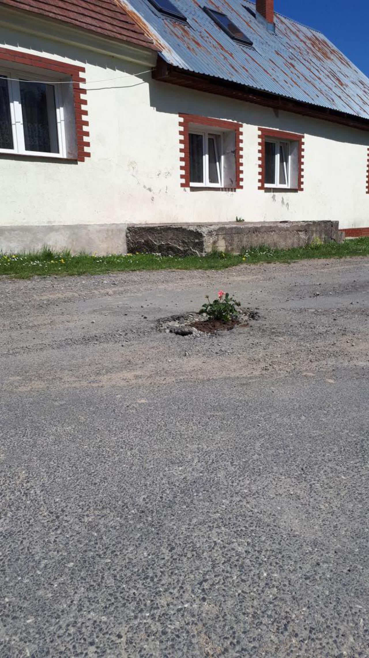 Ładne kwiatki - mieszkańcy Chwalisławia mają dość zniszczonej nawierzchni drogi
