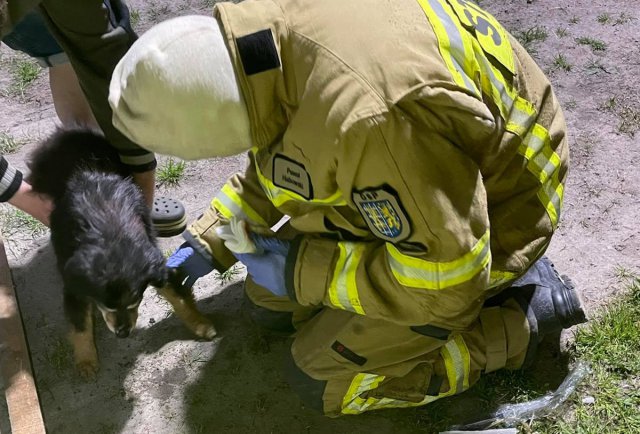 Strażacy uratowali psa, który utknął w przepuście 