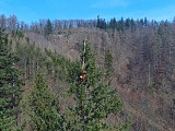 Najwyższe drzewo w Polsce rośnie w Bardzie!