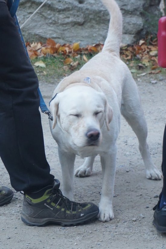 Puchar Polski w DOGTREKKINGU w Złotym Stoku