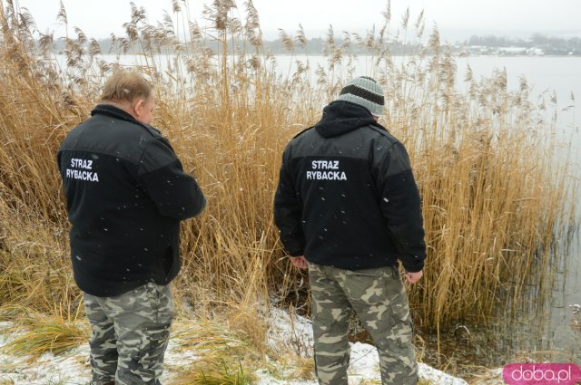 Śnięte ryby na Kozielnie