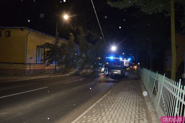 W Kamieńcu Ząbkowickim drzewo zawisło nad drogą i uszkodziło samochód