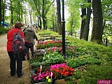  Święto Tulipanów w Kamieńcu Ząbkowickim