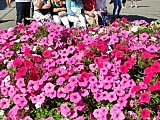 Na ząbkowickim rynku zagrał zespół Kwiat Powoju [Foto]