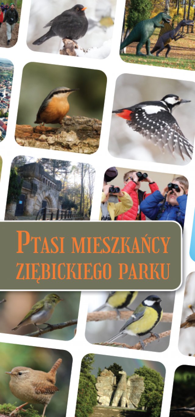 Ptasi mieszkańcy ziębickiego parku - bezpłatna publikacja!