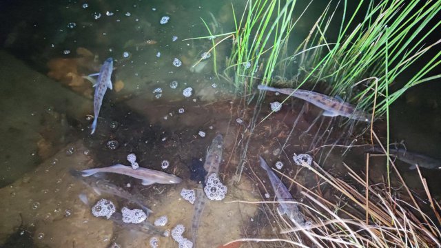 Zbiorniki w powiecie ząbkowickim zarybione sandaczem