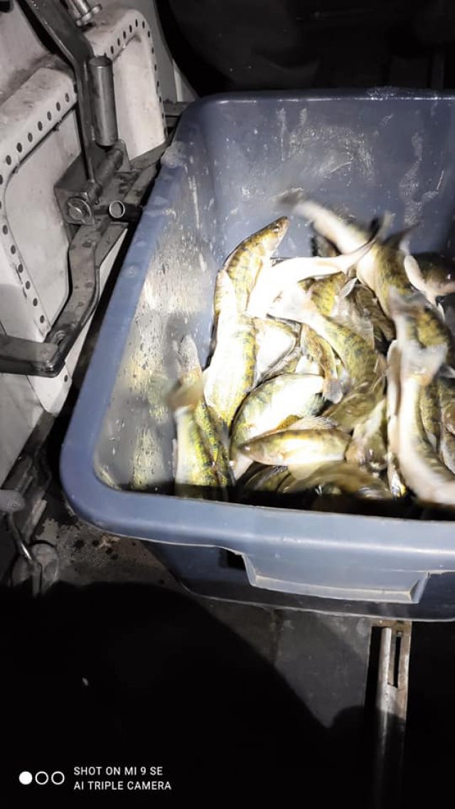 Zbiorniki w powiecie ząbkowickim zarybione sandaczem