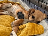 Koszty pomocy dla zwierząt dramatycznie rosną! DIOZ apeluje o wsparcie