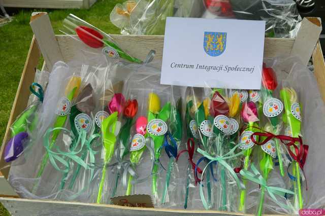 Święta Tulipanów w Kamieńcu Ząbkowickim 
