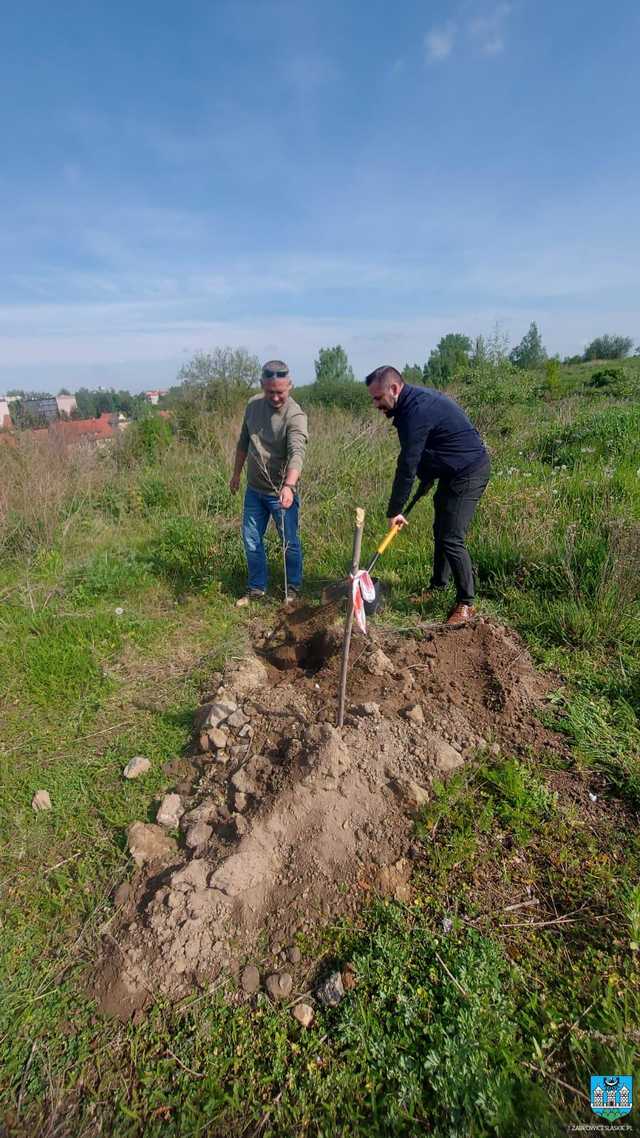 Posadzili 27 dębów na górce wojskowej 