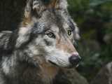 wilki
