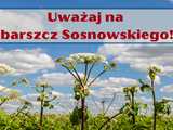 Sanepid ostrzega przed barszczem Sosnowskiego!