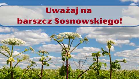 Sanepid ostrzega przed barszczem Sosnowskiego!