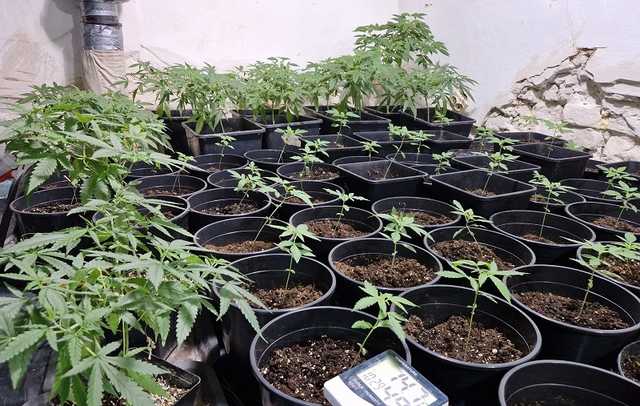 Przedsiębiorczy 39-latek założył domową plantację marihuany