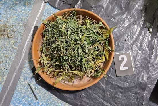 Przedsiębiorczy 39-latek założył domową plantację marihuany
