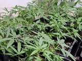 Przedsiębiorczy 39-latek założył domową plantację marihuany