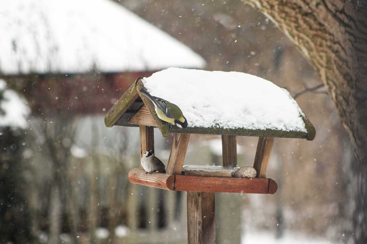Czy i jak dokarmiać ptaki oraz zwierzęta leśne zimą? Eksperci UPWr wyjaśniają