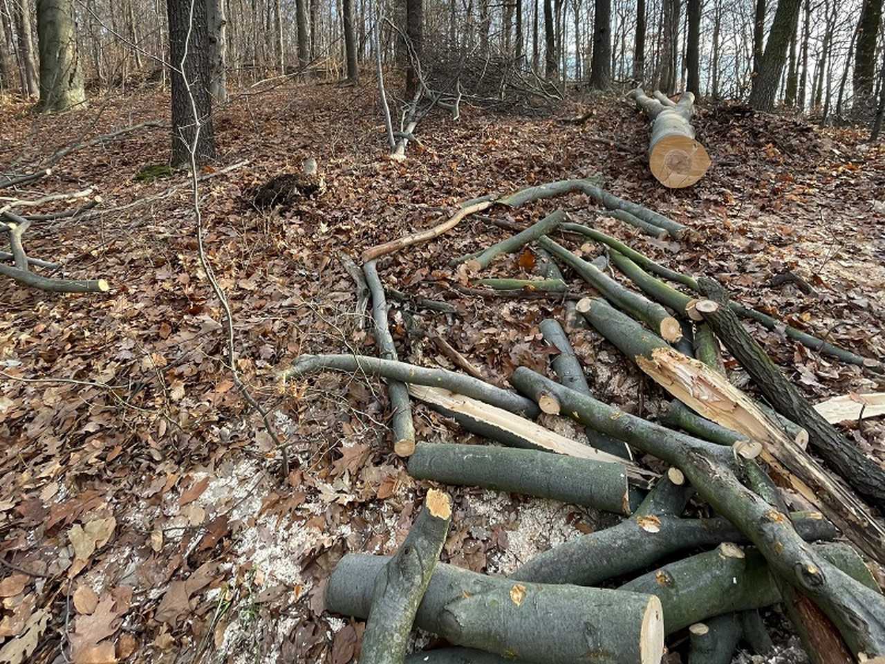 Policjanci z Kamieńca zatrzymali 60-latka na gorącym uczynku nielegalnej wycinki w lesie
