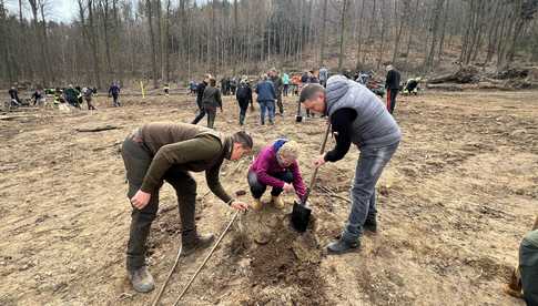 [FOTO] Tysiąc nowych dębów w bardzkich lasach