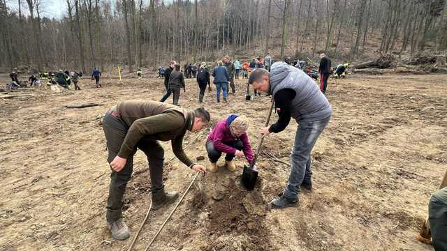 [FOTO] Tysiąc nowych dębów w bardzkich lasach