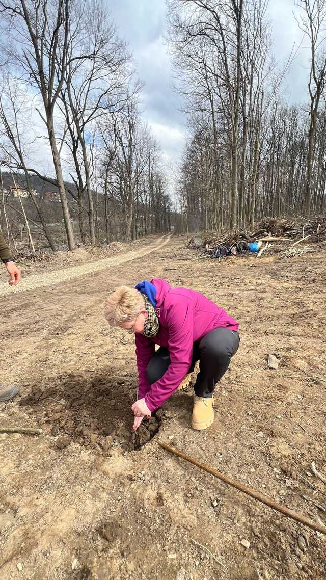 [FOTO] Tysiąc nowych dębów w bardzkich lasach