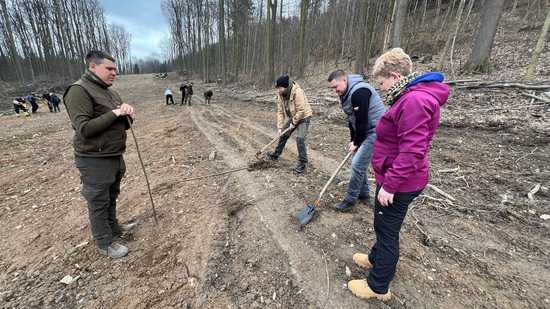 [FOTO] Tysiąc nowych dębów w bardzkich lasach