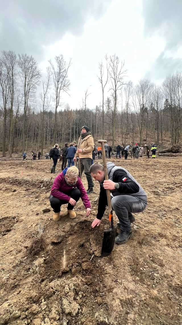 [FOTO] Tysiąc nowych dębów w bardzkich lasach