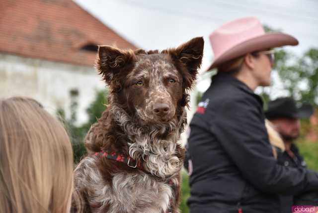 [FOTO] Rodeo w Kamieńcu Ząbkowickim? Tak, to możliwe! Cóż to był za western